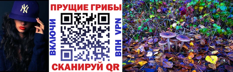Псилоцибиновые грибы Psilocybine cubensis  Выборг 